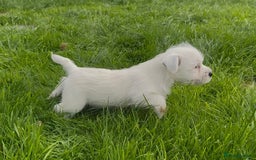 West Highland Terrier dogs for sale: West Highland Terrier pups Dad show bloodlines - Image 14
