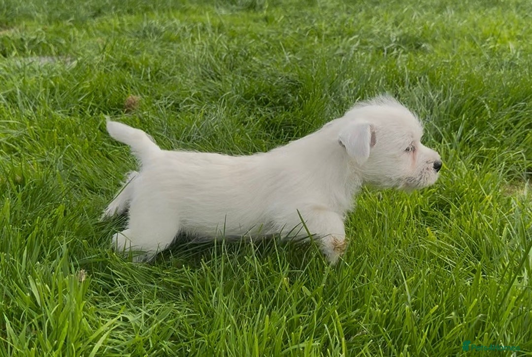 West Highland Terrier dogs for sale: West Highland Terrier pups Dad show bloodlines - Image 14