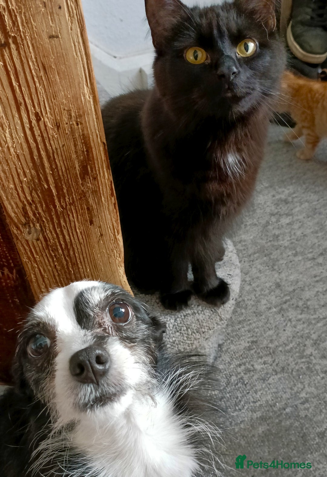 Mixed Breed cats for sale: 1 year old female cat looking for loving home  - Advert 5