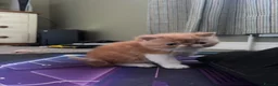 Exotic cats for sale: Stunning exotic and Persians  - Advert 7