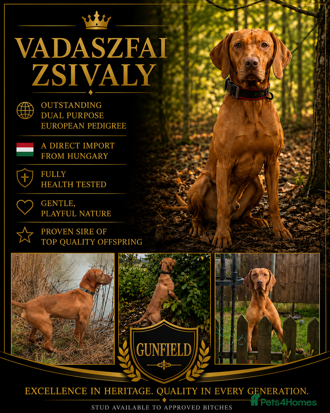 Hungarian Vizsla dogs KC reg  Champion sired imported stud stud - Advert 6