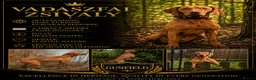 Hungarian Vizsla dogs for stud: KC reg  Champion sired imported stud stud - Advert 1