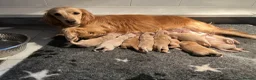Mixed Breed dogs for sale: 9 stunning Dakota Sports retrievers.  - Advert 2