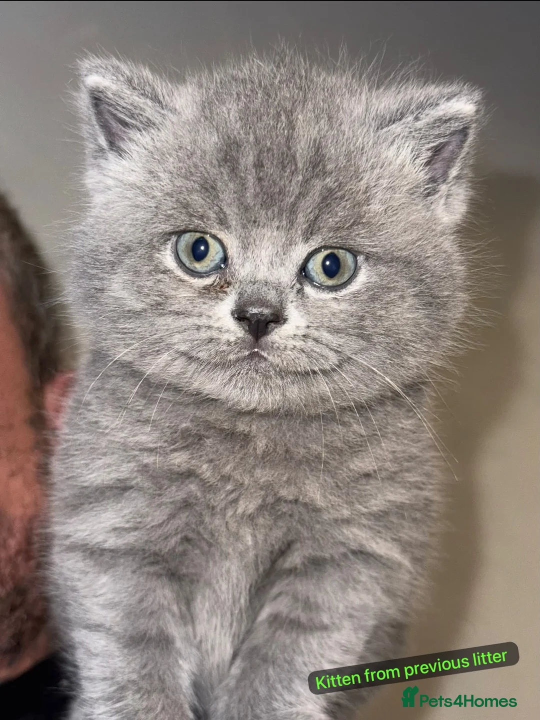 British Shorthair cats for sale: Litter due in the next few weeks in Coventry - Advert 5
