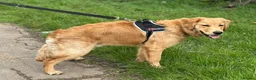 Golden Retriever dogs for sale: KC Golden Retriever Male Puppy Health Tested  - Advert 7