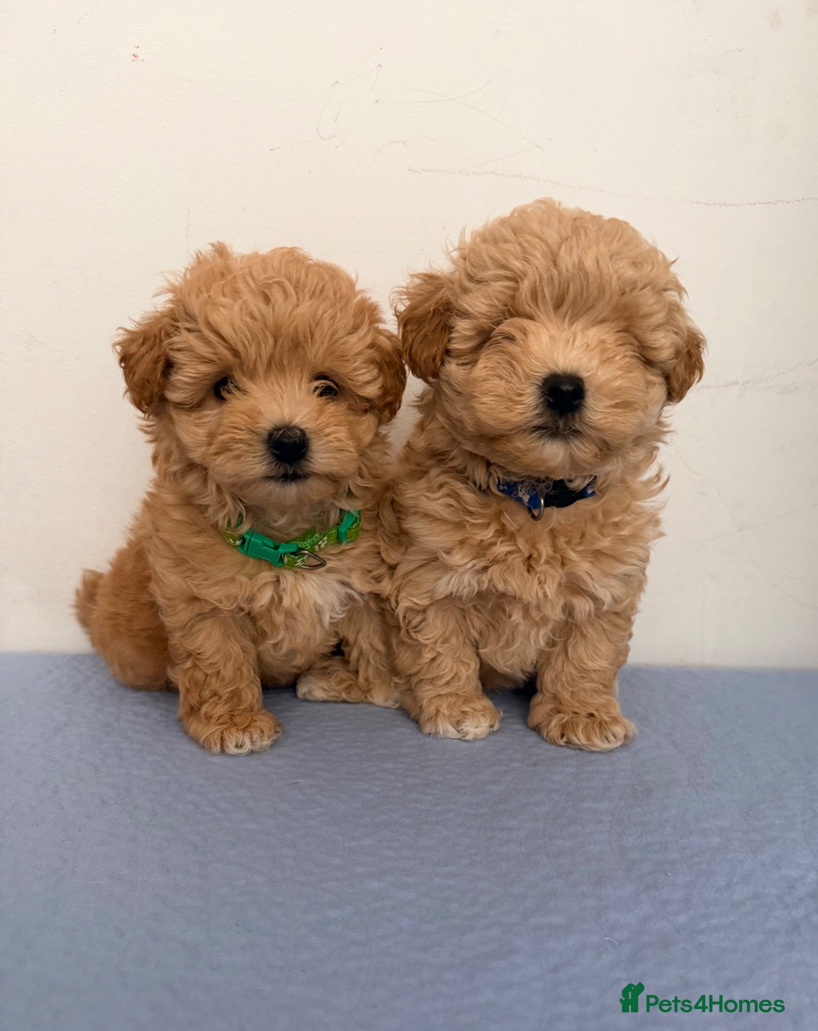 Maltipoo dogs 4 small and adorable puppies 🧸 - Advert 3