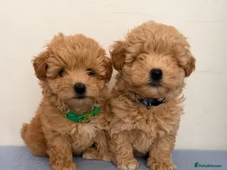 Maltipoo dogs 4 small and adorable puppies 🧸 - Advert 3