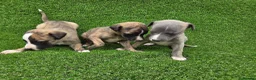 Whippet dogs for sale: Beautiful KC Registered Whippet Pups. - Advert 14