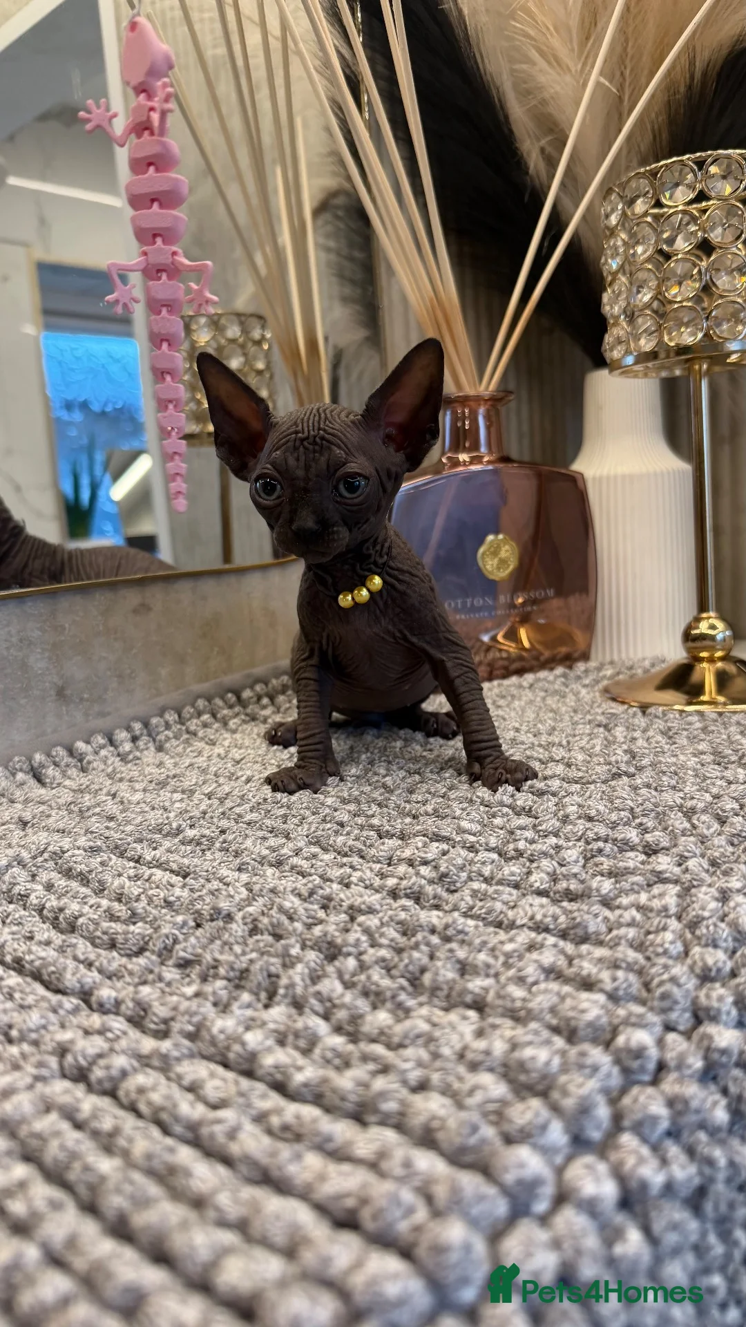 Sphynx cats for sale: 6 beautiful females  in King's Lynn - Advert 22