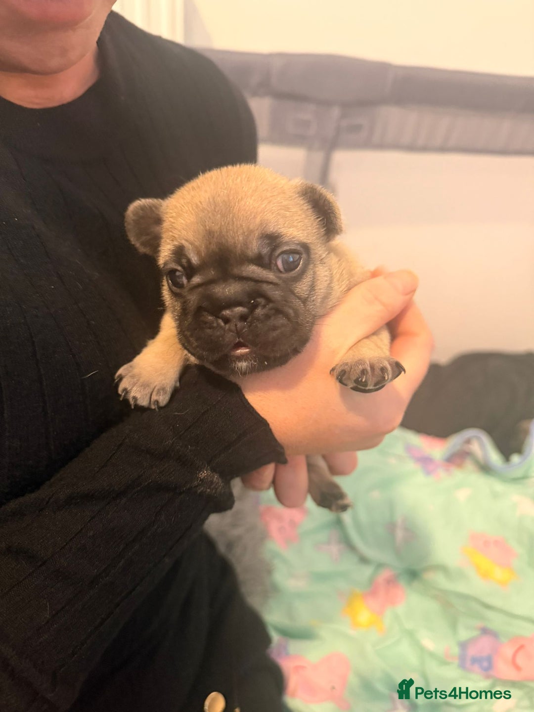 French Bulldog dogs for sale: Beautiful chunky frenchie puppies - Advert 16