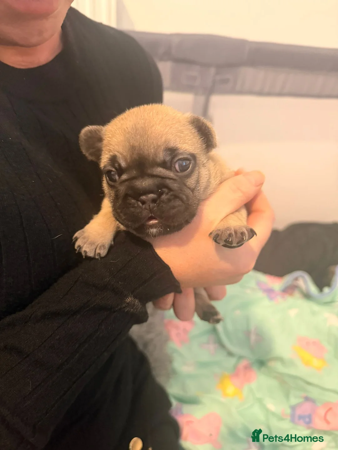 French Bulldog dogs for sale: Beautiful chunky frenchie puppies - Advert 16