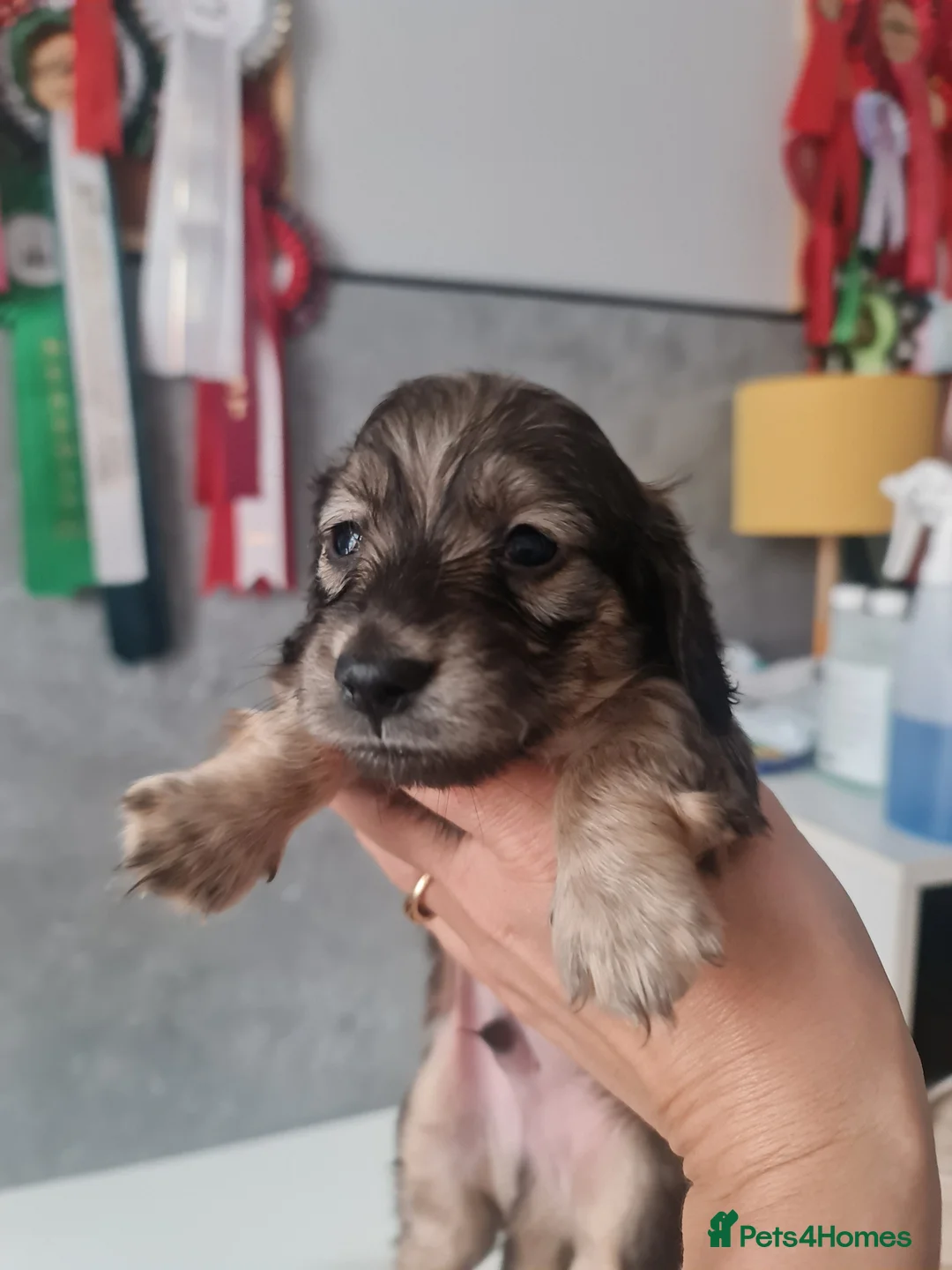 Miniature Dachshund dogs for sale: Champion bloodline Mini Dachshund Longhair - Advert 6