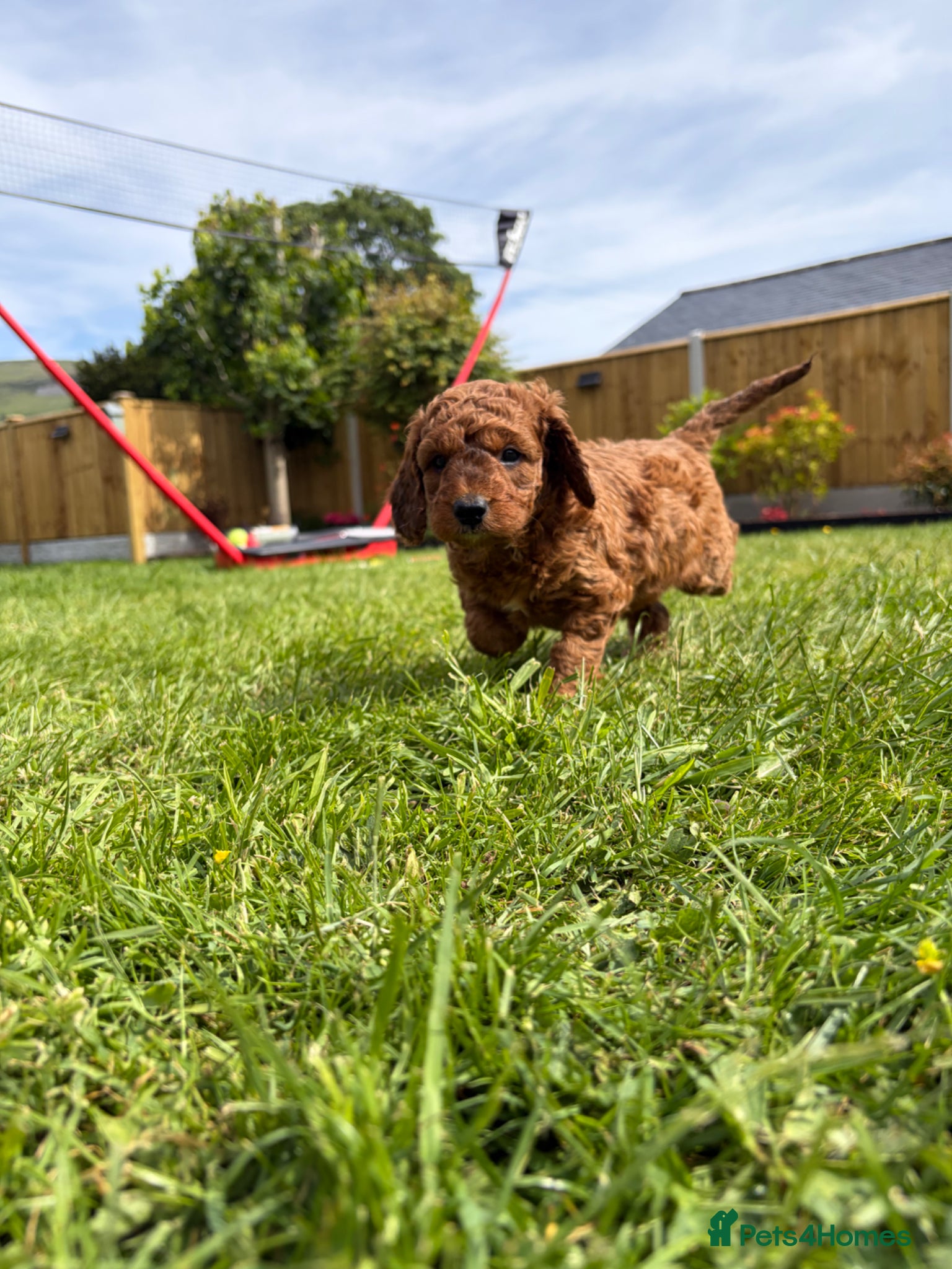 Cockapoo dogs Gorgeous Cockapoo puppies F1b’s - Advert 2