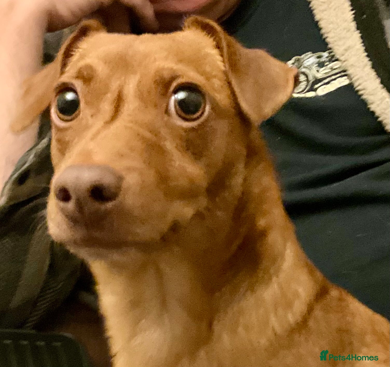 Jack Russell dogs This has been a really dificult decision to make - Advert 6