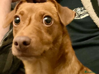 Jack Russell dogs This has been a really dificult decision to make - Advert 4