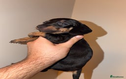 Miniature Dachshund dogs for sale: Miniature dachshund puppy’s  - Image 4