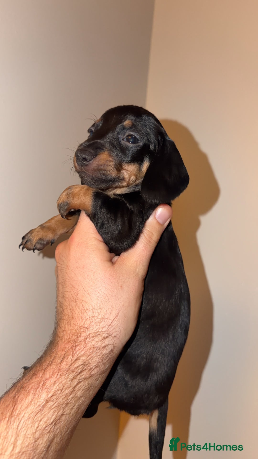 Miniature Dachshund dogs for sale: Miniature dachshund puppy’s  - Image 4