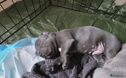 Staffordshire Bull Terrier dogs for sale: Beautiful Blue Staffs KC Registered - Image 17
