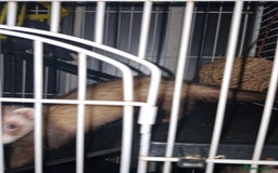 Ferret rodents for sale: 10month old jill  - Image 4