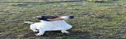 Mixed Breed dogs for sale: Ratting dogs …Sealyham terrier x Jack Russels  in Doncaster - Advert 3