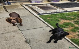 Cocker Spaniel dogs for sale: Cocker spaniel Puppies Males and females - Image 13