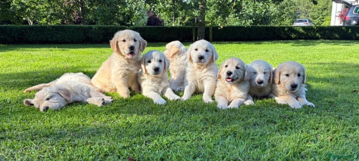 Golden Retriever dogs BEAUTIFUL GOLDEN RETRIEVER PUPPIES £1495 - Advert 1