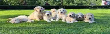 Golden Retriever 1
