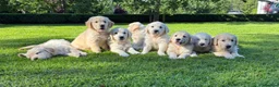 Golden Retriever dogs for sale: BEAUTIFUL GOLDEN RETRIEVER PUPPIES £1495 - Advert 1