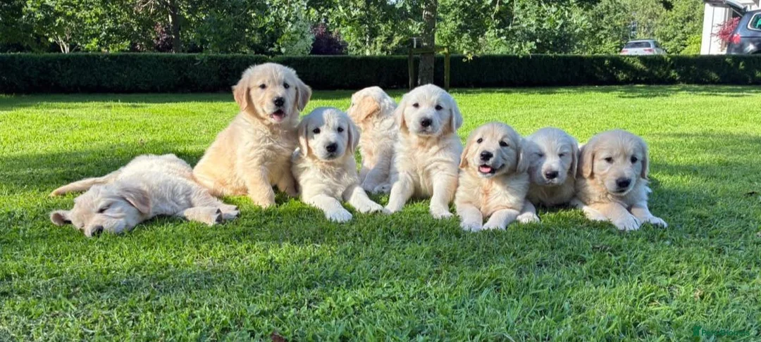 Golden Retriever dogs for sale: BEAUTIFUL GOLDEN RETRIEVER PUPPIES £1495 - Advert 1
