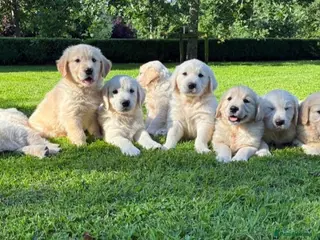 Golden Retriever dogs BEAUTIFUL GOLDEN RETRIEVER PUPPIES £1495 - Advert 6
