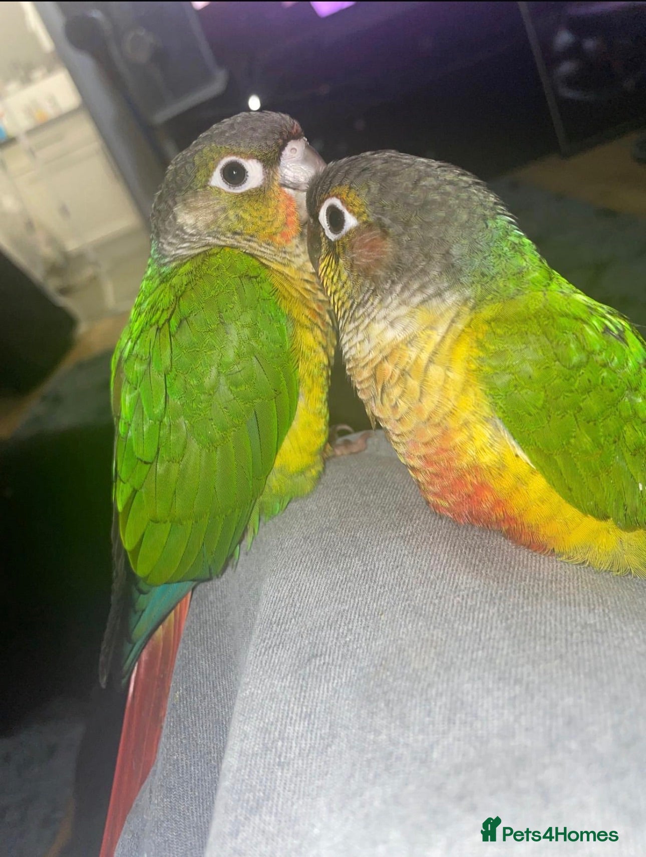 Conures birds 2x Conures for sale - Advert 3