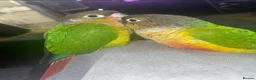 Conures birds for sale: 2x Conures for sale in Cambridge - Advert 1