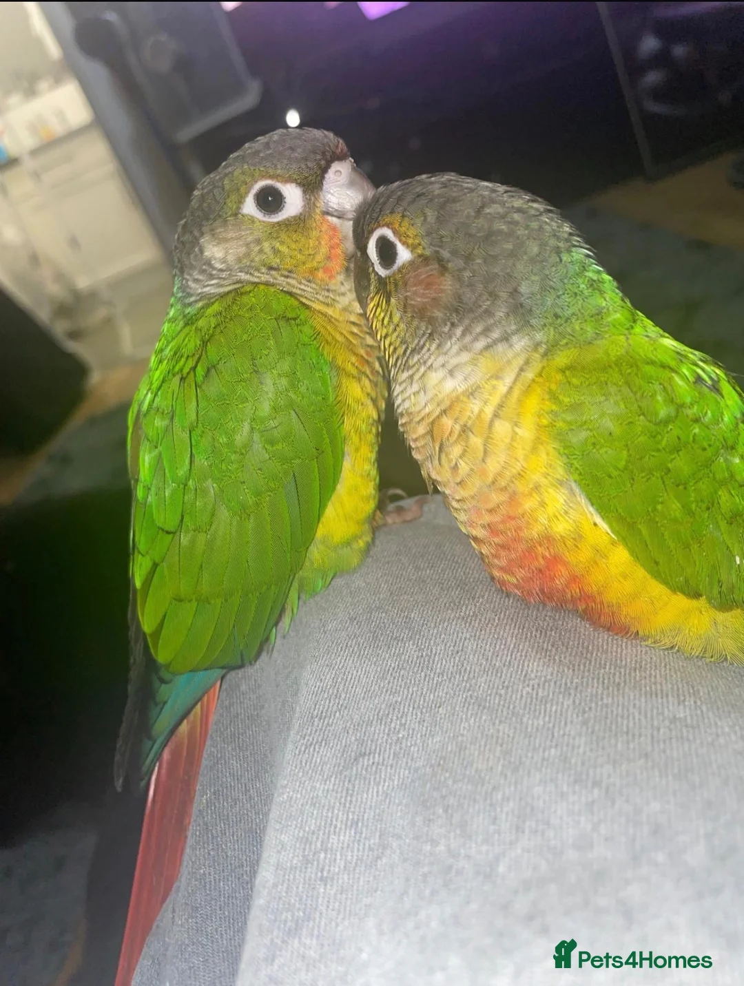 Conures birds for sale: 2x Conures for sale in Cambridge - Advert 1