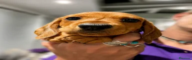 Miniature Dachshund 1