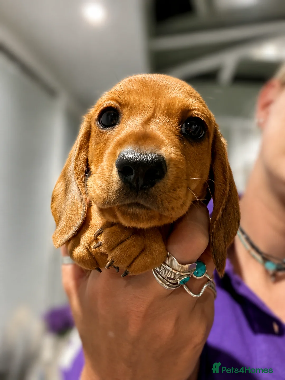 Miniature Dachshund dogs for sale: Stunning clear red bitch  - Advert 4