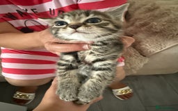 Mixed Breed cats for sale: Kittens for sale - Image 4