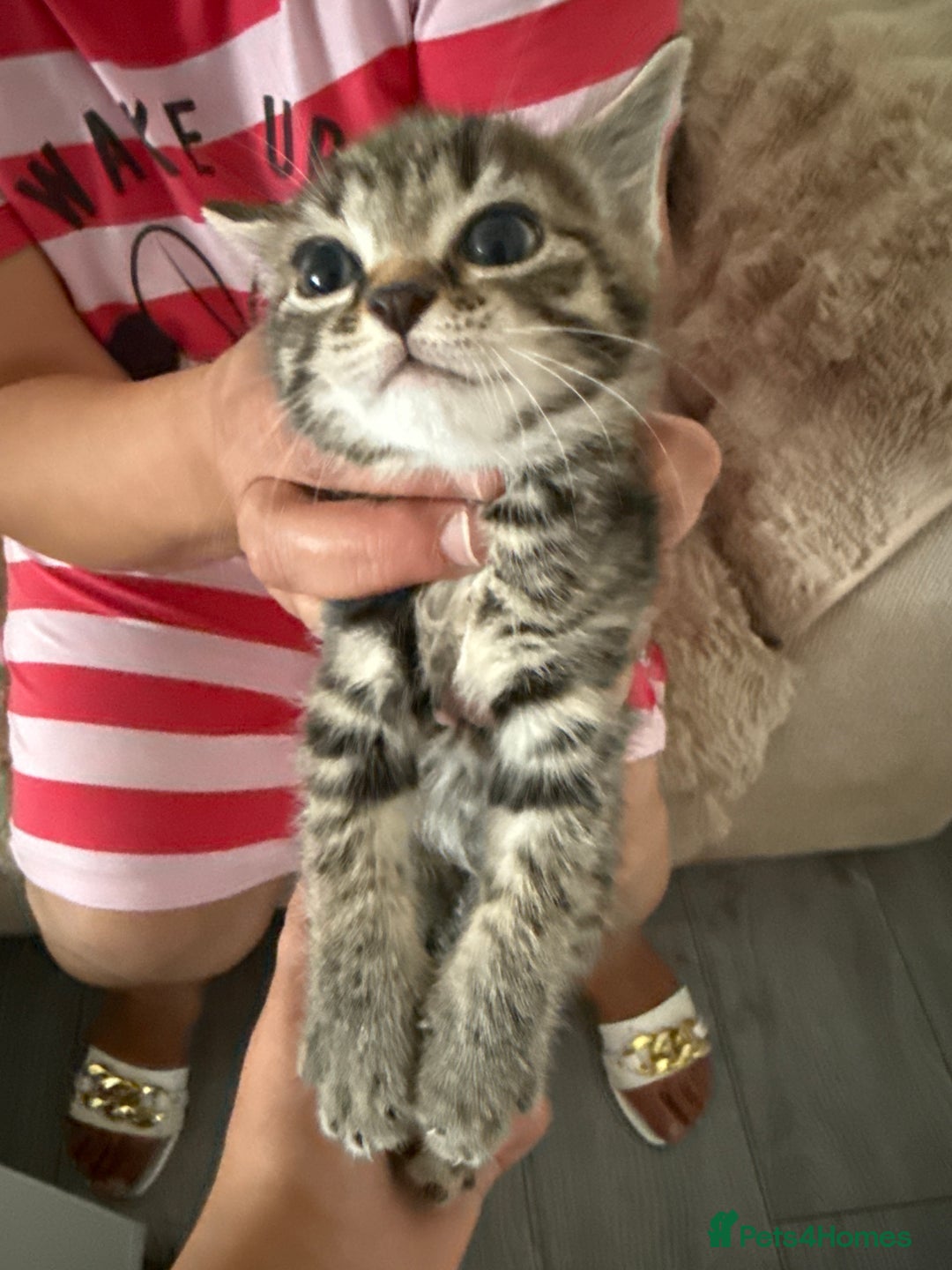Mixed Breed cats for sale: Kittens for sale - Image 4
