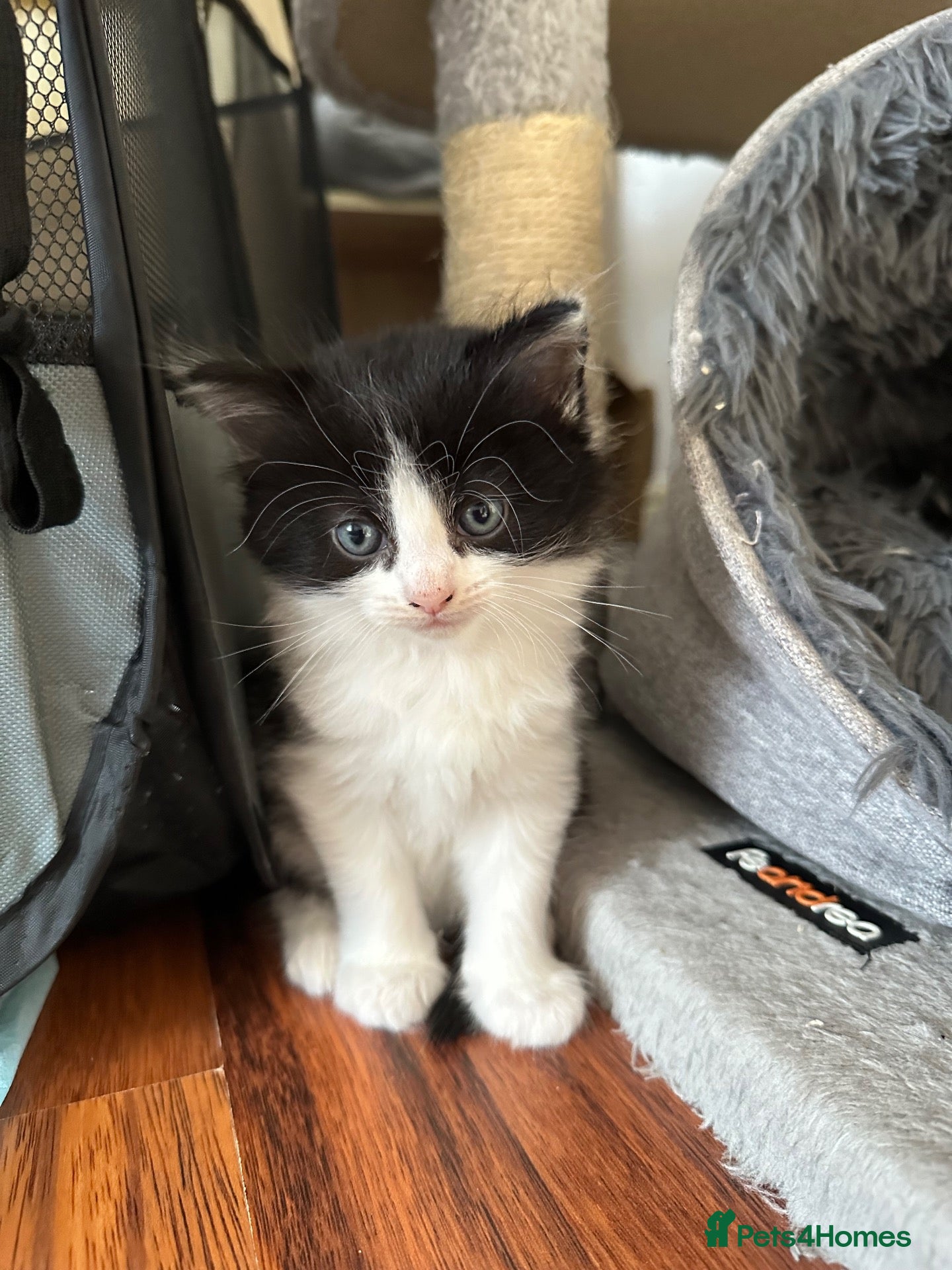 Mixed Breed cats 8 beautiful fluffy kittens 😻 - Advert 2