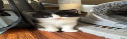 Mixed Breed cats for sale: 8 beautiful fluffy kittens 😻 - Advert 2
