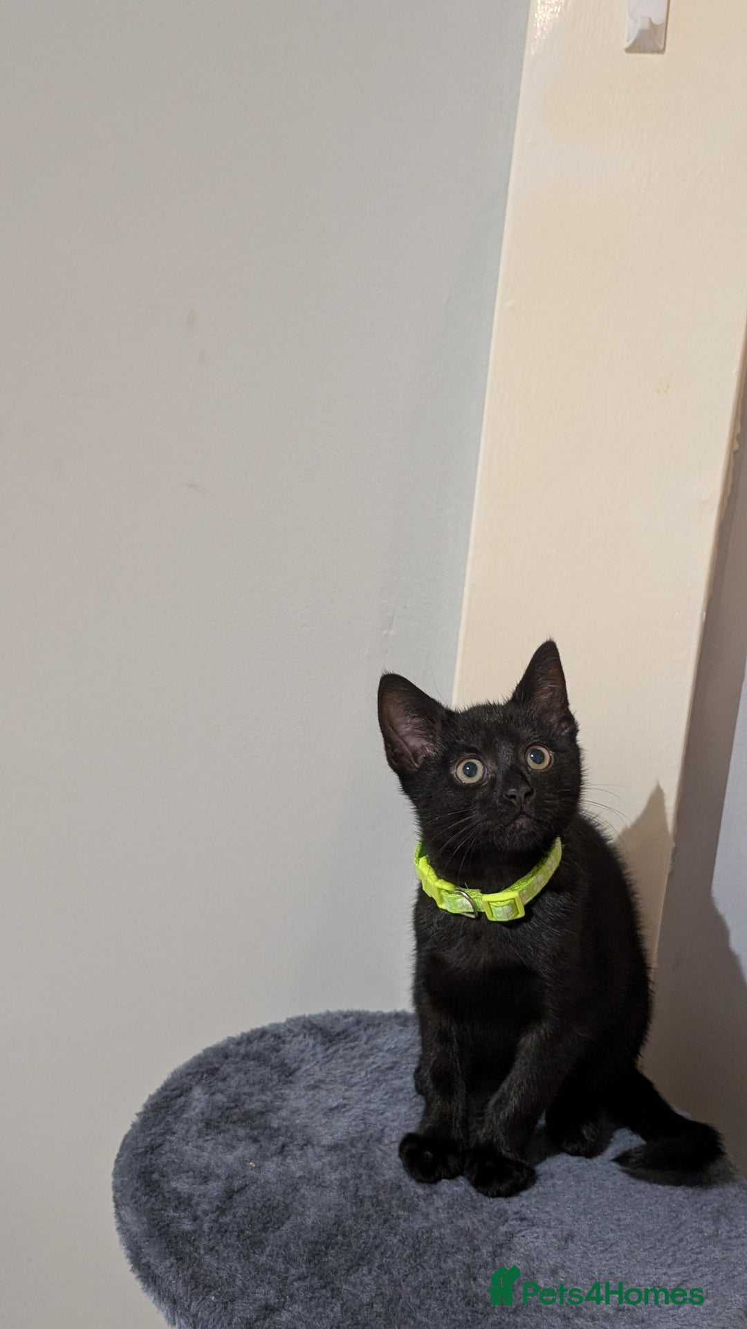 Mixed Breed cats for sale: Beautiful Kittens - Image 13
