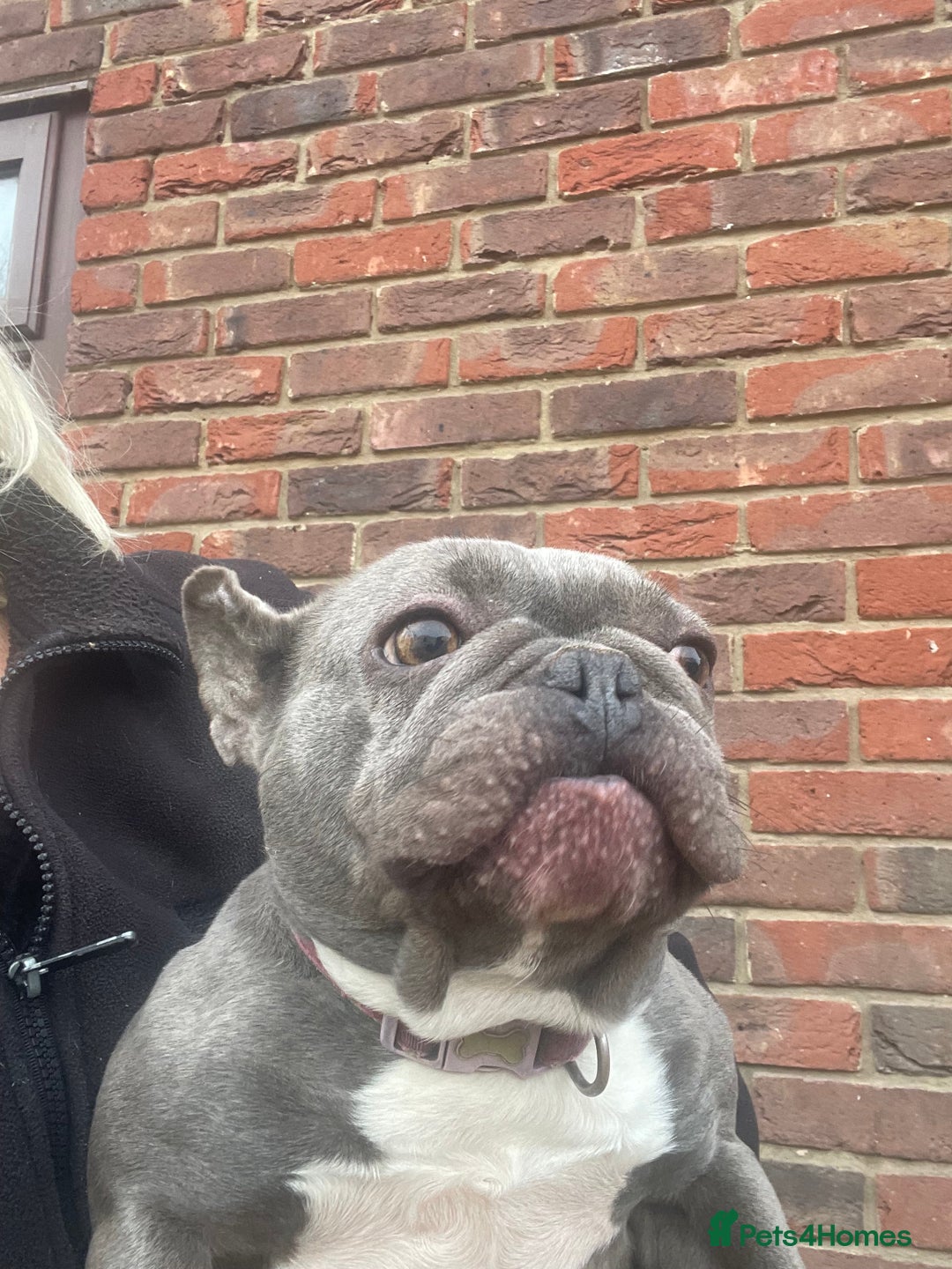 French Bulldog dogs for sale: Frenchie female - Advert 16