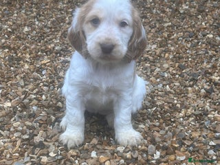 Cocker Spaniel dogs Cocker spaniel puppys for sale! - Advert 5