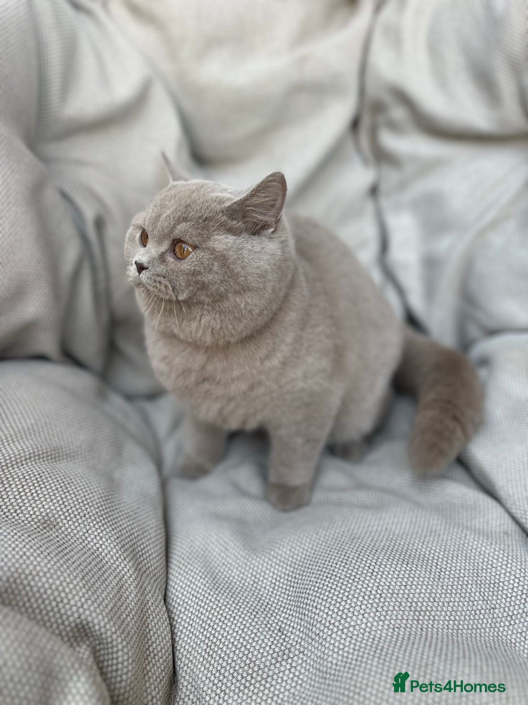 British Shorthair cats for sale: Ready British Shorthair Chunky Kittens - Advert 34