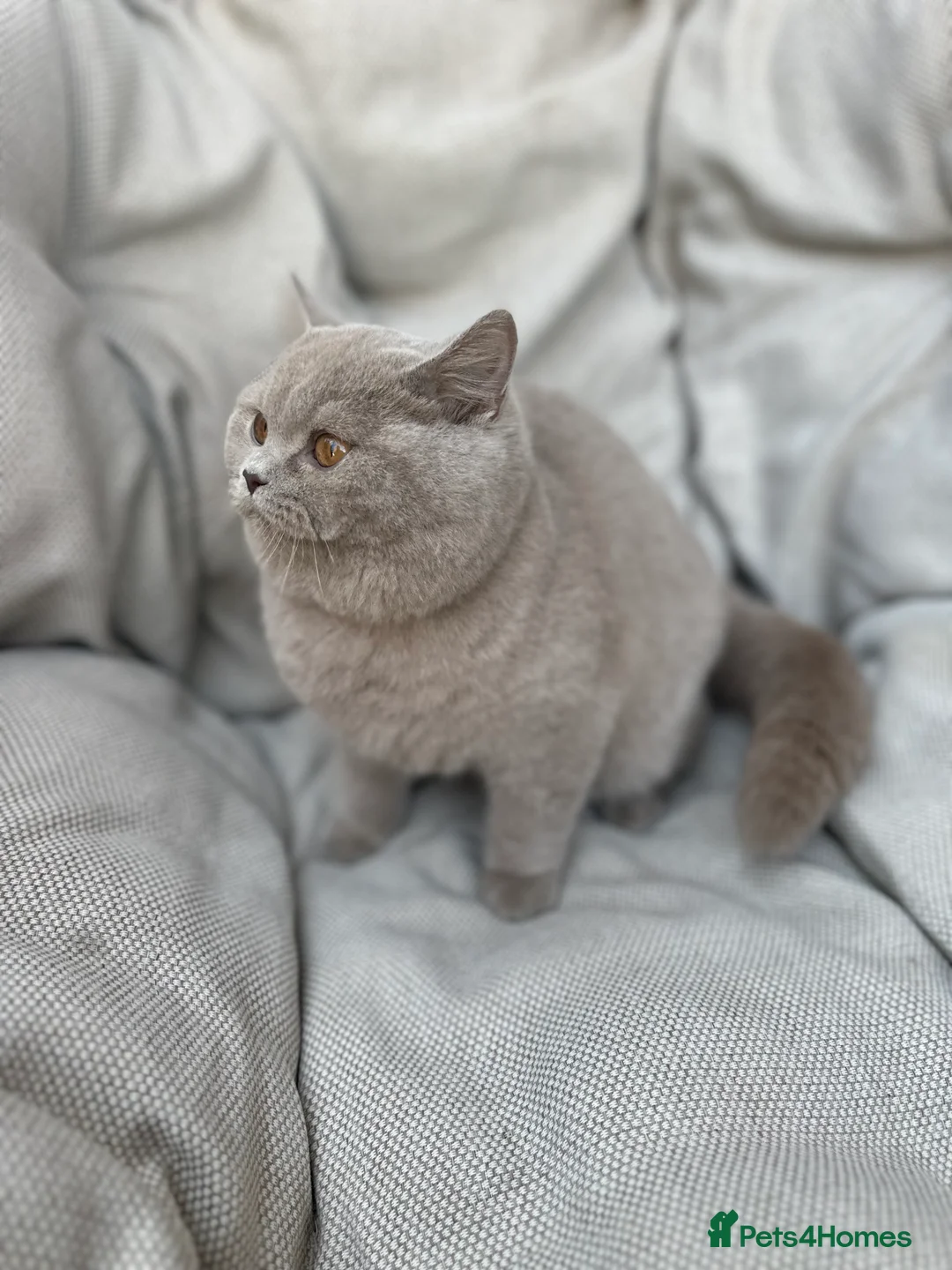 British Shorthair cats for sale: Ready British Shorthair Chunky Kittens - Advert 31