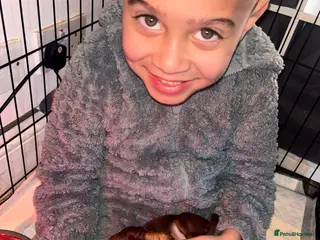 Miniature Dachshund dogs The sausage squad has arrived! - Advert 12