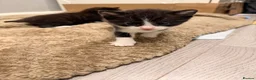 Mixed Breed cats for sale: 2 gorgeous kittens remaining  - Advert 12