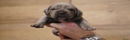 Cane Corso dogs for sale: Ready to leave blue cane corso puppies - Advert 4
