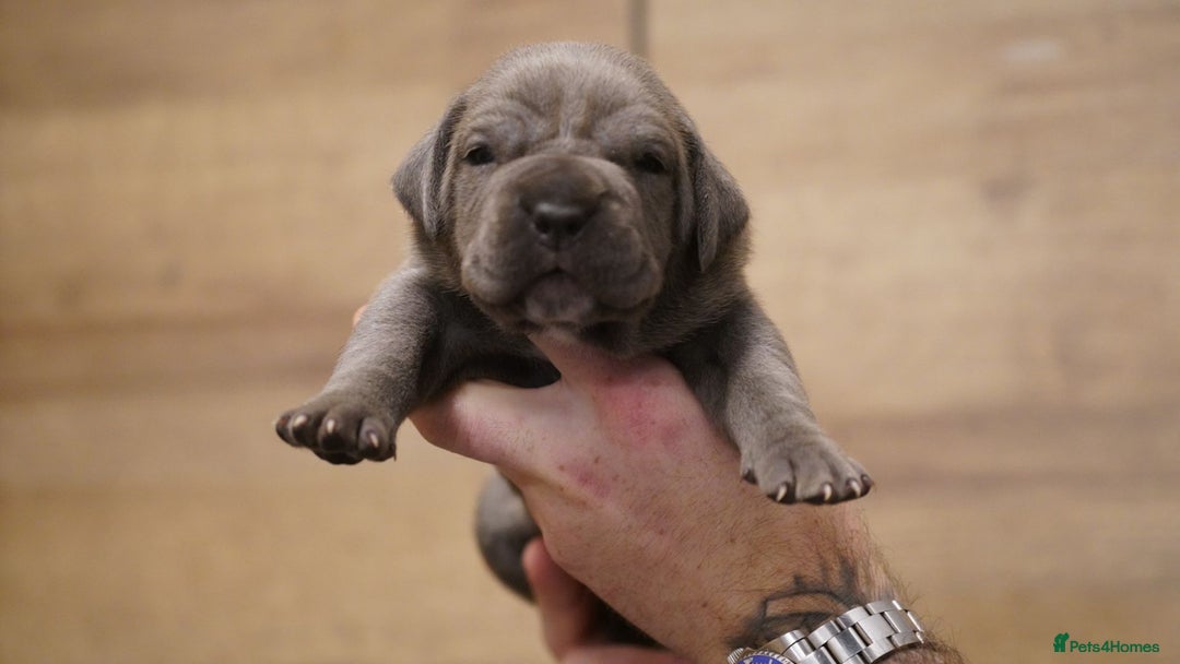 Cane Corso dogs for sale: 6 week old blue cane corso puppies  - Image 4