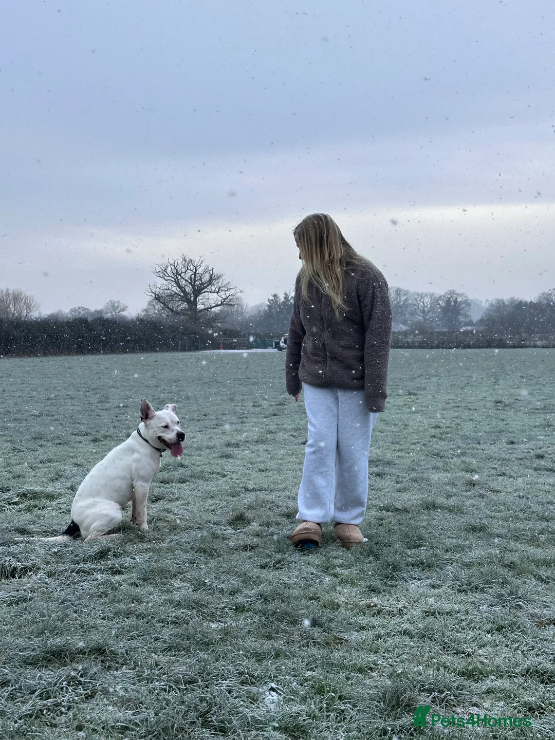 Mixed Breed dogs for sale: Daphne  - Advert 5