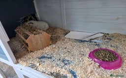 Guinea Pig rodents for sale: 2x Female Guinea Pigs & Bluebell Hutch - Image 2